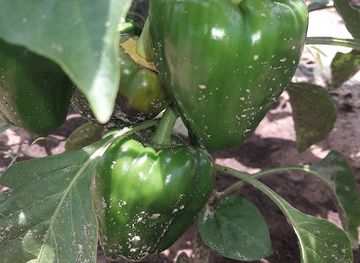 senegal/thies/restaurant/sam-s-prestige-avenue-lamine-gueye-thies-senegal