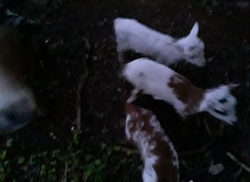 saint-vincent-and-the-grenadines/barrouallie/restaurant/e-central-restaurant-and-bar