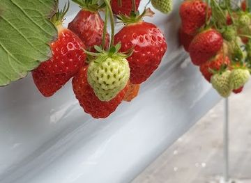 japan/echigo/restaurant/echigo-mura-farm