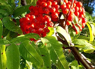 finland/turku/ruissalo/restaurant/golfrest-ltd