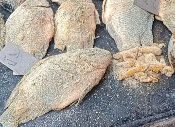 أسماك خميس الخطيب