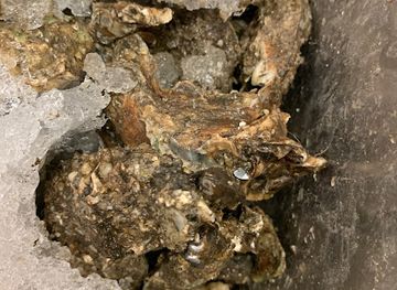 alabama/dothan/restaurant/the-oyster-bar-the-hotdog-ladies