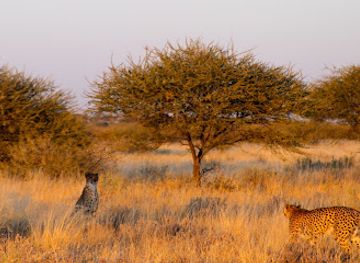 botswana/central-kalahari-game-reserve/restaurant/central-kalahari-game-reserve