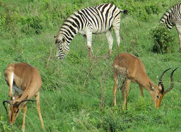 south-africa/hluhluwe-imfolozi-park/restaurant/hluhluwe-imfolozi