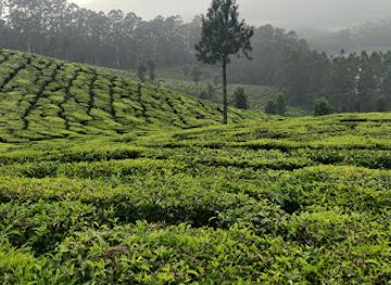 india/munnar/restaurant/saravana-bhavan