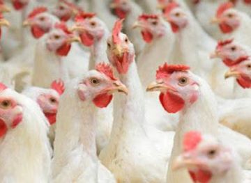 senegal/ziguinchor/restaurant/le-poulet-casamancais