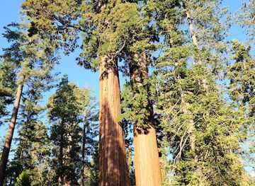 california/sequoia-national-park/restaurant/general-grant-tree