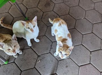 tanzania/arusha/restaurant/the-blue-pub-restaurant-lodge