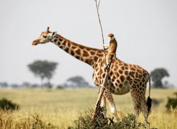 uganda/kidepo-valley-national-park/restaurant/tours-and-safari-for-kidepo-valley-national-park