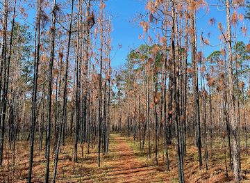 alabama/conecuh-national-forest/restaurant/conecuh-national-forest-trailhead