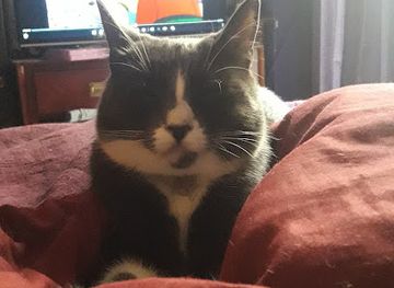 vanuatu/lamap/restaurant/jimas-restaurant