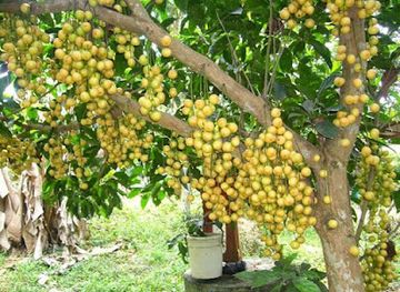 nigeria/maiduguri/restaurant/lizzy-restaurant