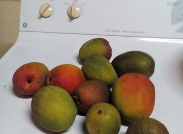 saint-kitts-and-nevis/old-road-town/restaurant/melicious-snack-shack