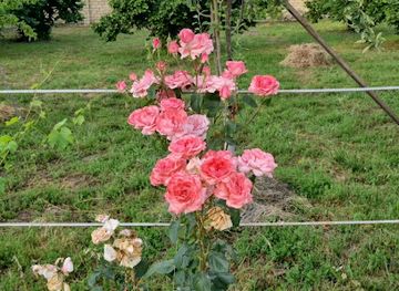 azerbaijan/absheron-peninsula/restaurant/arpacay