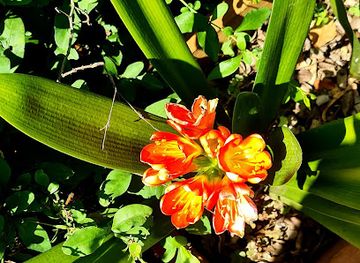 south-africa/kruger-national-park/restaurant/kruger-maroela-restaurant