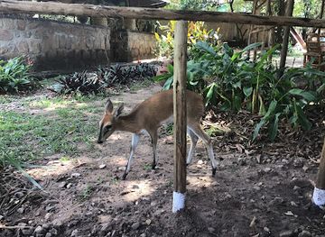 burundi/kigwena-national-reserve/restaurant/kezamia-restaurant