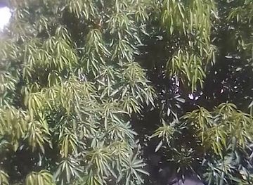 guyana/ituni/restaurant/big-jules-establishment