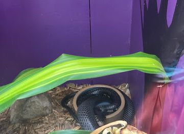 south-dakota/mount-rushmore/restaurant/green-parrot-cafe-reptile-gardens