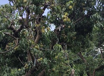 pakistan/swat/restaurant/khayaban-shabnam-restaurant