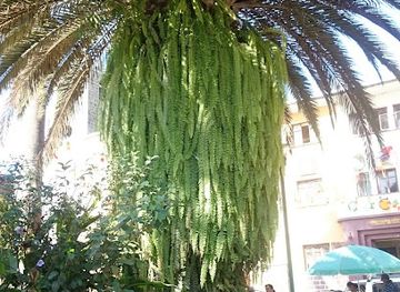 bolivia/yungas-road/restaurant/ristorante-pizzeria-toto