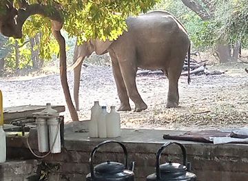 zambia/south-luangwa-national-park/restaurant/tafika-camp