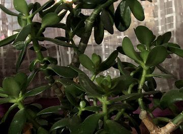 bhutan/thimphu/restaurant/fusion-lounge