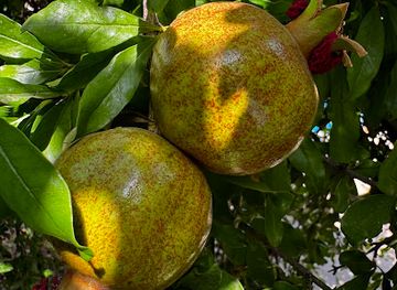 iraq/kurdistan-region/restaurant/doli-alana