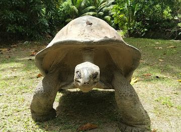 seychelles/desroches-island/restaurant/la-belle-tortue-lodge-restaurant