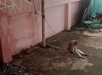 togo/kpalime/restaurant/viandologie-royaume-de-la-viande