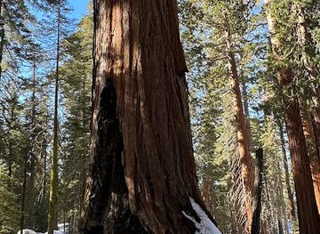 california/sequoia-national-park/restaurant/the-congress-trail