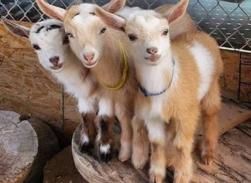 iraq/kirkuk/restaurant/milano-cafe