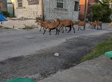 barbados/rockley/restaurant/joan-s-rum-shop