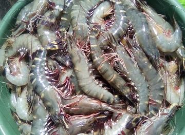 mozambique/inhambane-province/restaurant/tic-tic