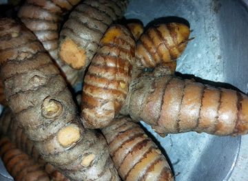 jamaica/savanna-la-mar/restaurant/twin-tree