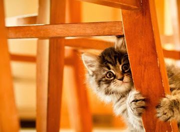 somalia/shimbiris-mountain/restaurant/sanaag-hotel