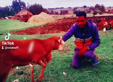 ethiopia/sidama-region/restaurant/addis-ababa