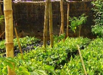 cameroon/nkongsamba/restaurant/fruit-company