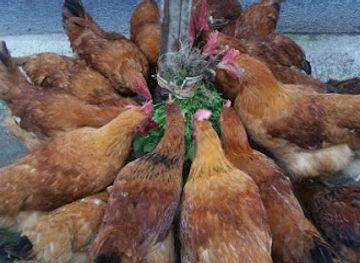 rwanda/muhanga/restaurant/chicken-farmer