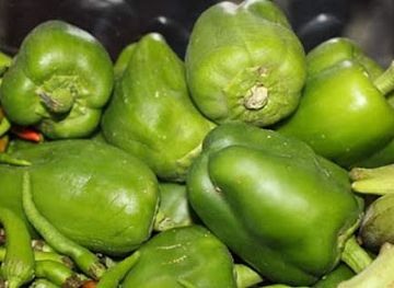 somalia/gedo/restaurant/ugbaad-restaurant