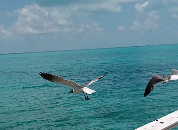 the-bahamas/rum-cay/restaurant/scorpios-inn-restaurant-bar