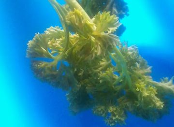 cameroon/ebolowa/restaurant/contenaire-bar