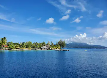 Le Ficus