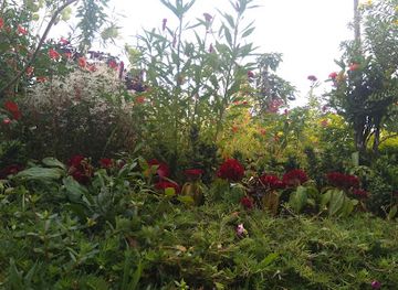 dominica/cabrits-national-park/restaurant/belto-s-bar-grill-dominica