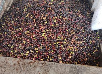 jordan/ma-an/restaurant/maasara-zayton-ma'an-alhadeetha