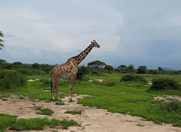 tanzania/ruaha-national-park/restaurant/ruaha-national-park-ingresso