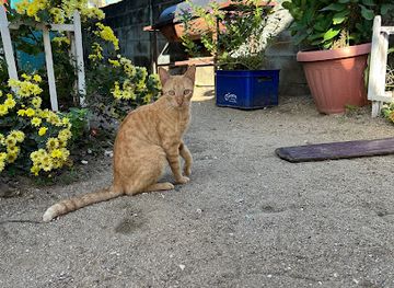 belize/dangriga/restaurant/steph-diner