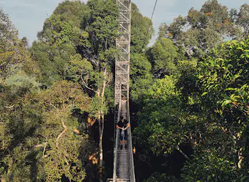 Ulu Temburong Canopy Walk