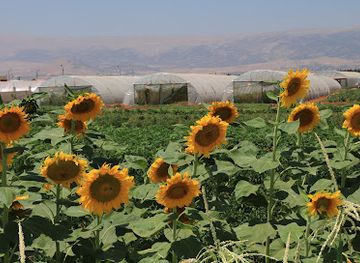 lebanon/bekaa-valley/restaurant/baalbeck-community-farm-lost