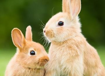 niger/azawagh/restaurant/dadi-kowa