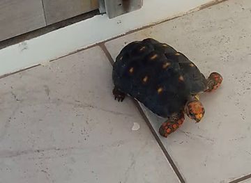 anguilla/island-harbour/restaurant/gold-dragon-chinese-restaurant